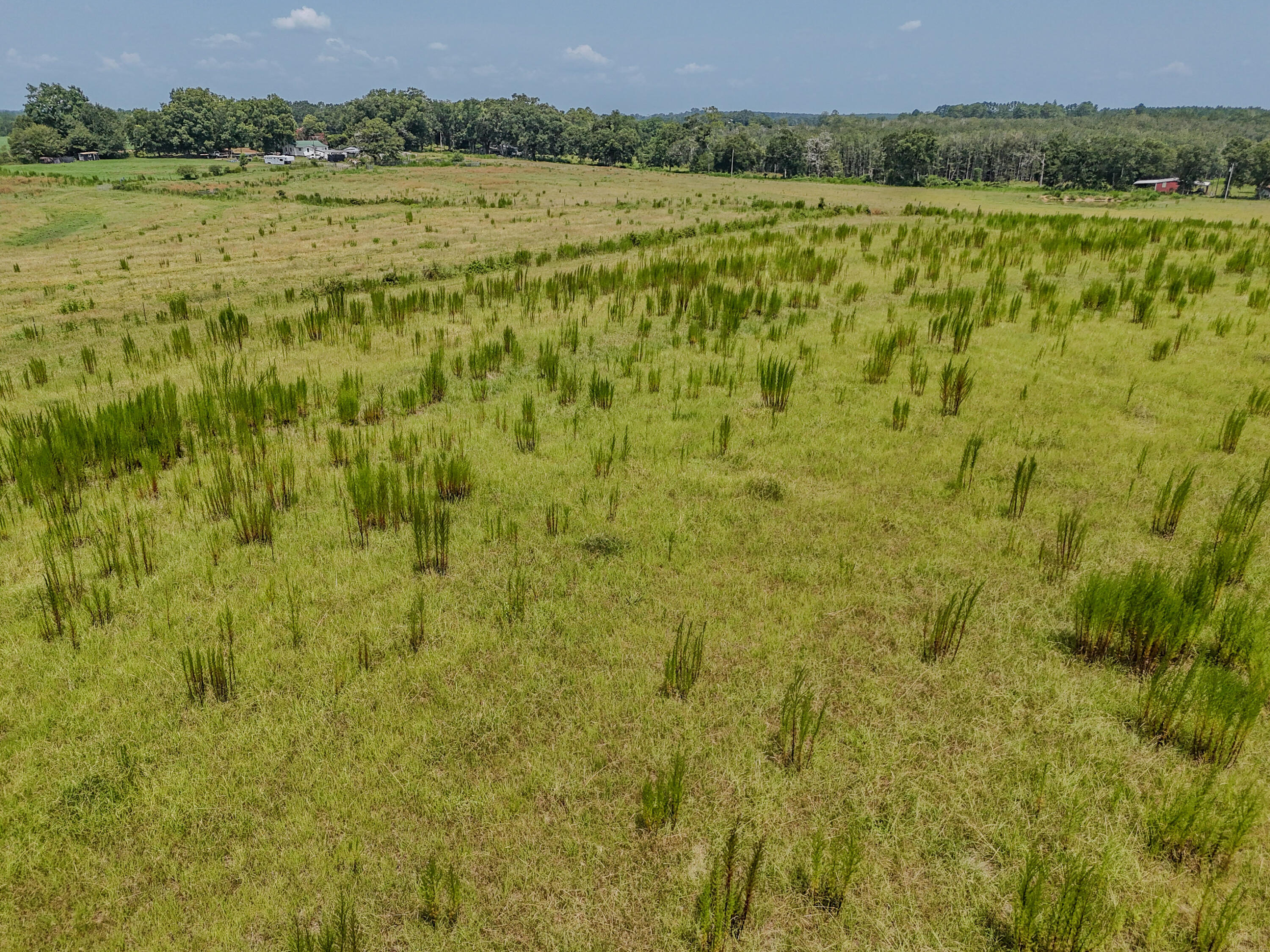3958 Gopher Ridge Road Samson, AL 36477 - Photo 19 of 25 DJI_20260730003657_0026_D - Copy