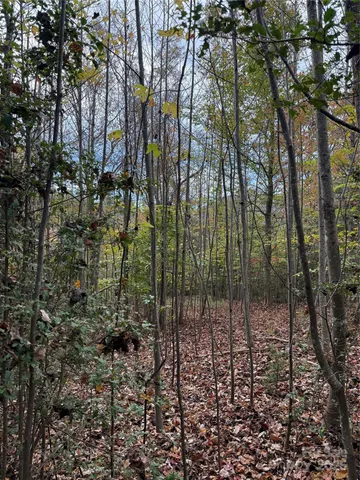 a view of a yard with plants and large trees