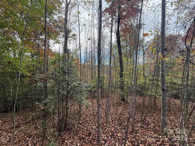 a view of a yard with large trees