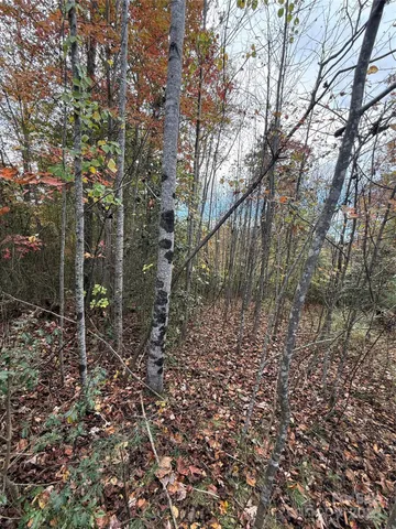 a view of a large yard with lots of trees