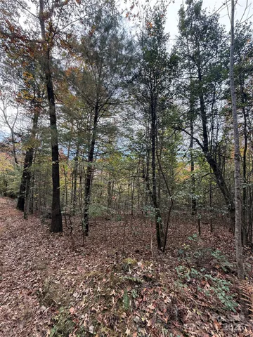 a view of a forest with trees in the background