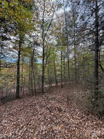 a view of a forest with trees in the background