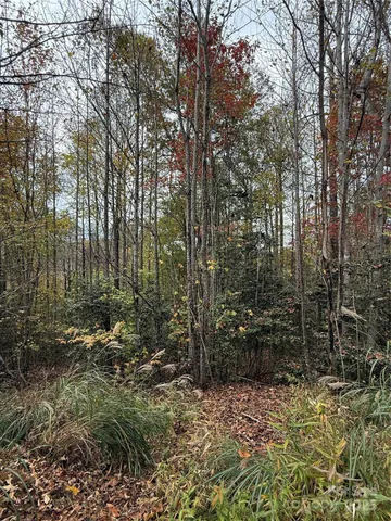 a view of a forest with trees