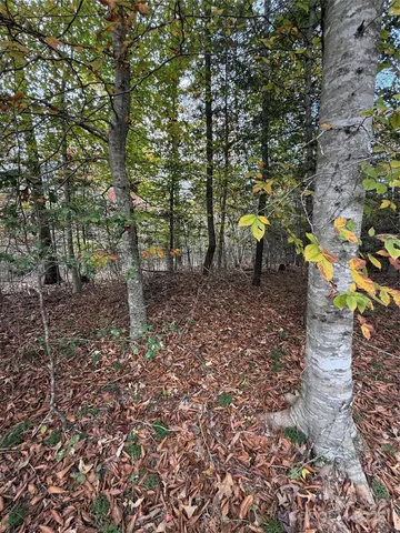 a view of a dry yard with trees