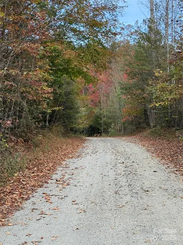 a view of a yard with trees