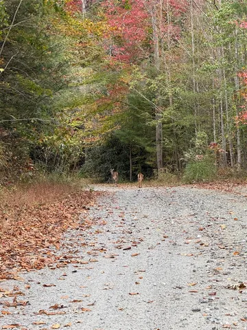 a backyard of a house with a yard and covered with tall trees