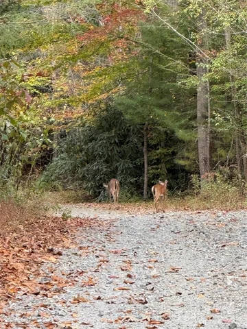 a backyard of a house with a trees