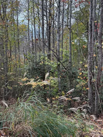 a view of outdoor space and trees