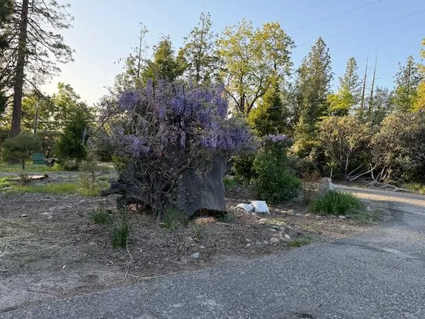 a view of a bunch of trees in the background
