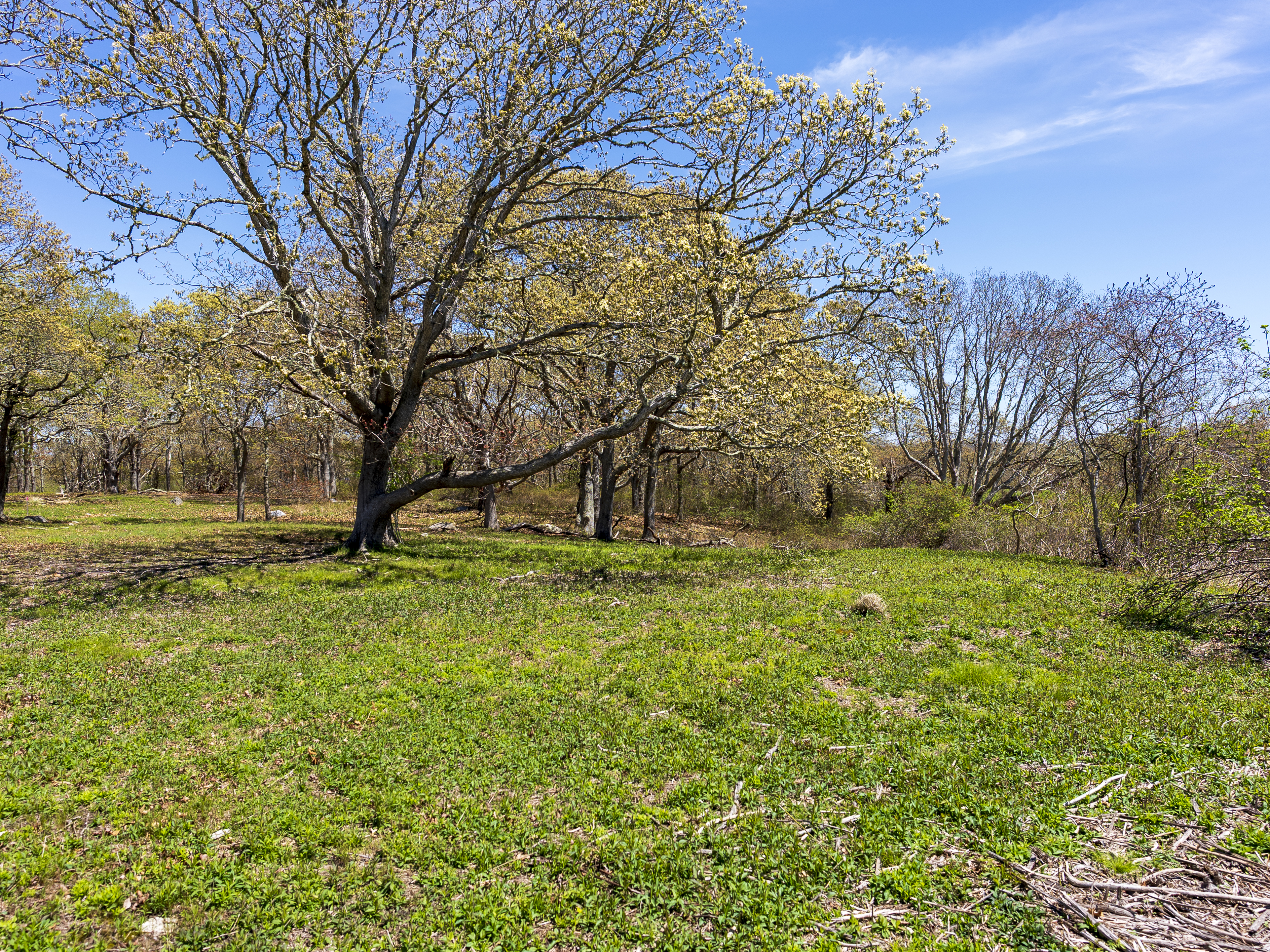 14 Ridge Road Aquinnah, MA 02535 - Photo 3 of 15 a view of backyard with tree