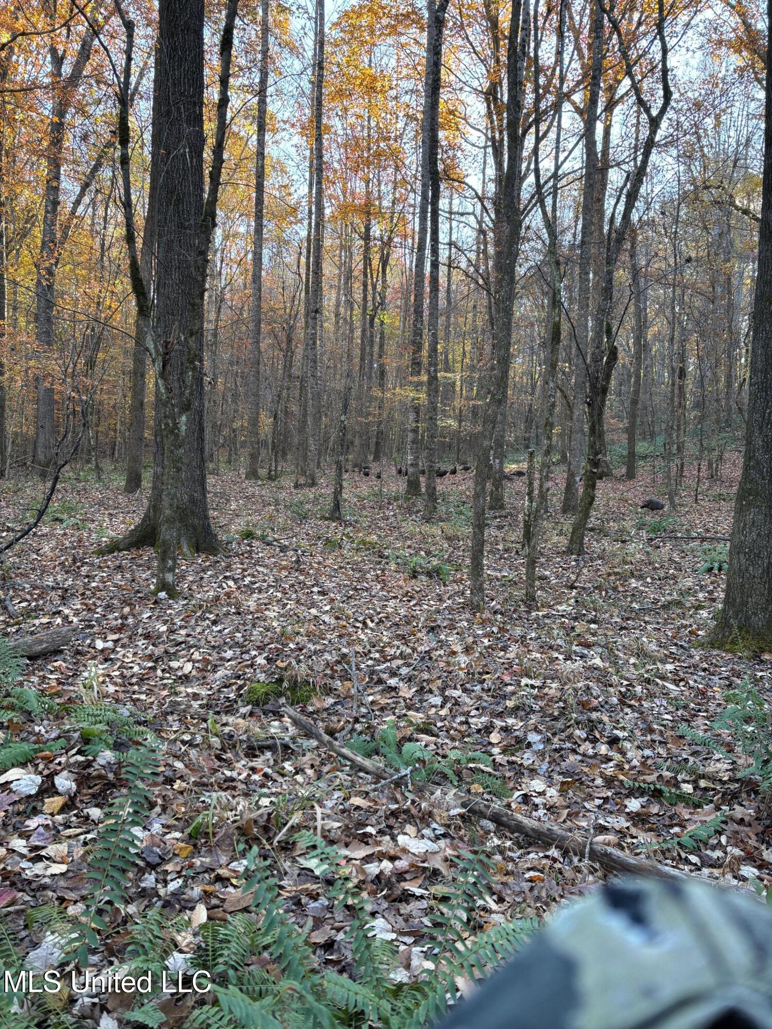 413 County Road Oxford, MS 38655 - Photo 4 of 14 p and m 5