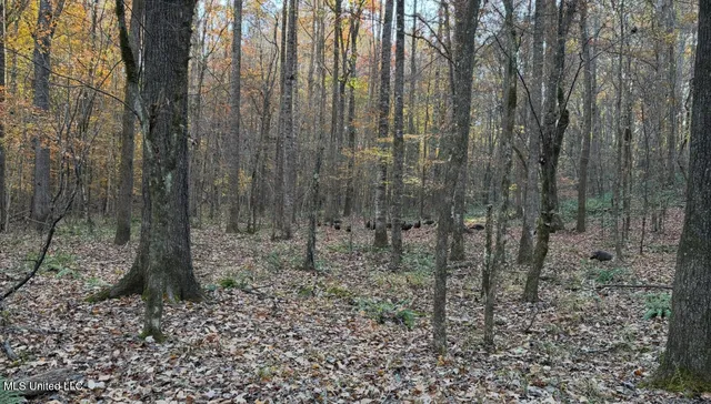 $1,250,000 | 413 County Road, Oxford, MS 38655