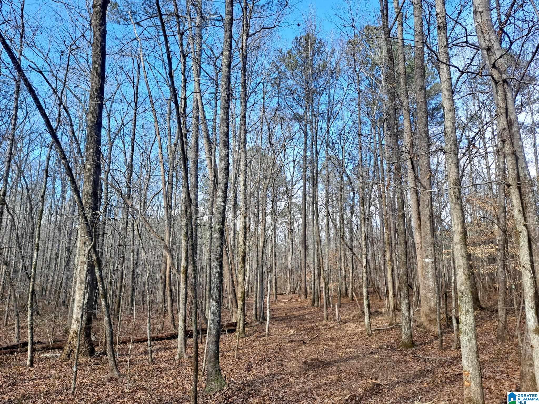 44 County Road, Unit 1 Brilliant, AL 35548 - Photo 4 of 10