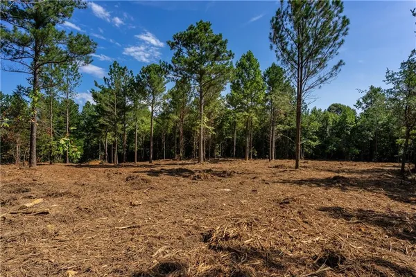 a view of a yard with a tree