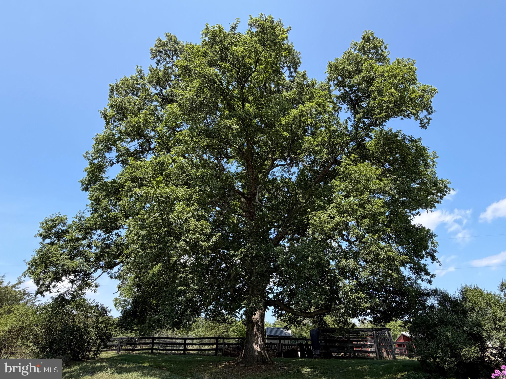 936 Gun Barrel Road White Post, VA 22663 - Photo 8 of 41 Stately Ancient Shade Tree