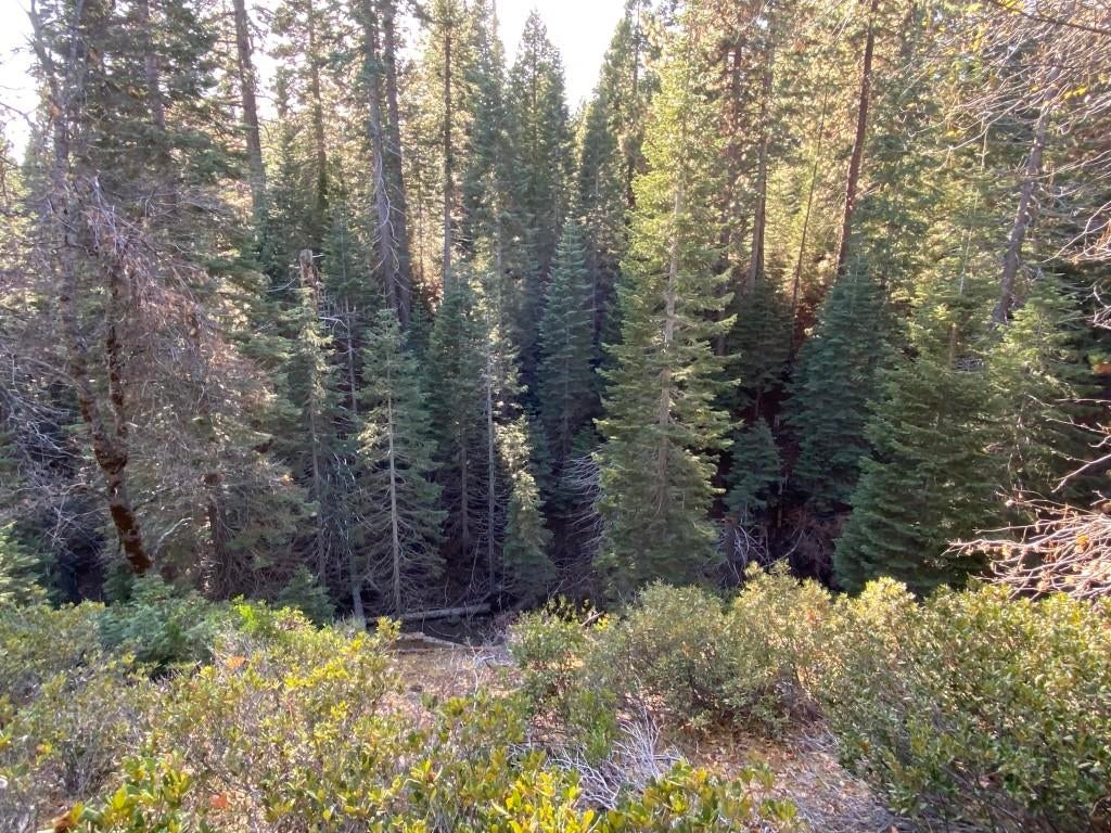 3-e-41 Red Fir Road McCloud, CA 96057 - Photo 21 of 38 Gallery Image 21