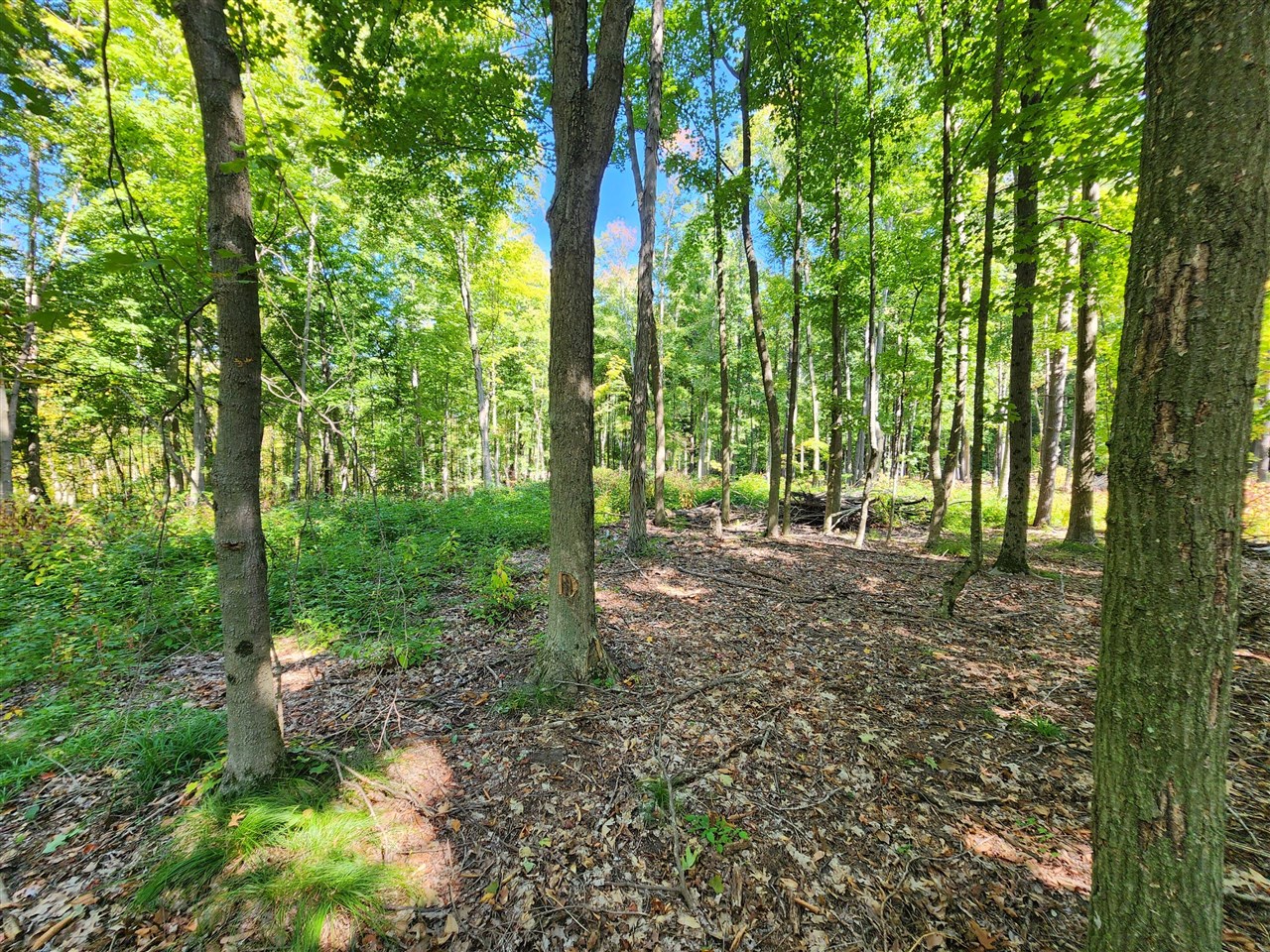 Lot F North Behler Road Bailey, MI 49303 - Photo 10 of 20