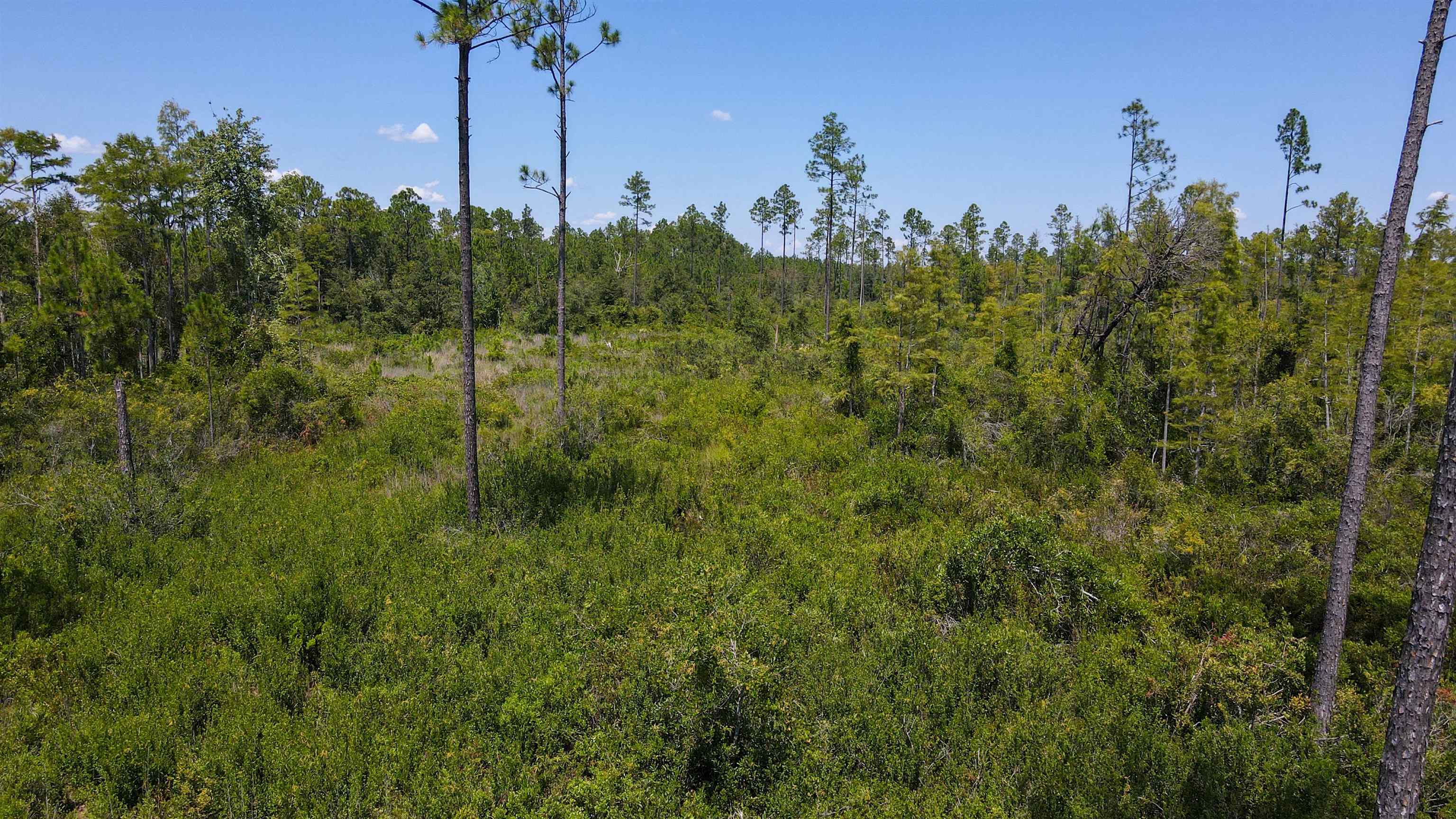 5 Rogers Springs Road Greenville, FL 32331 - Photo 1 of 14