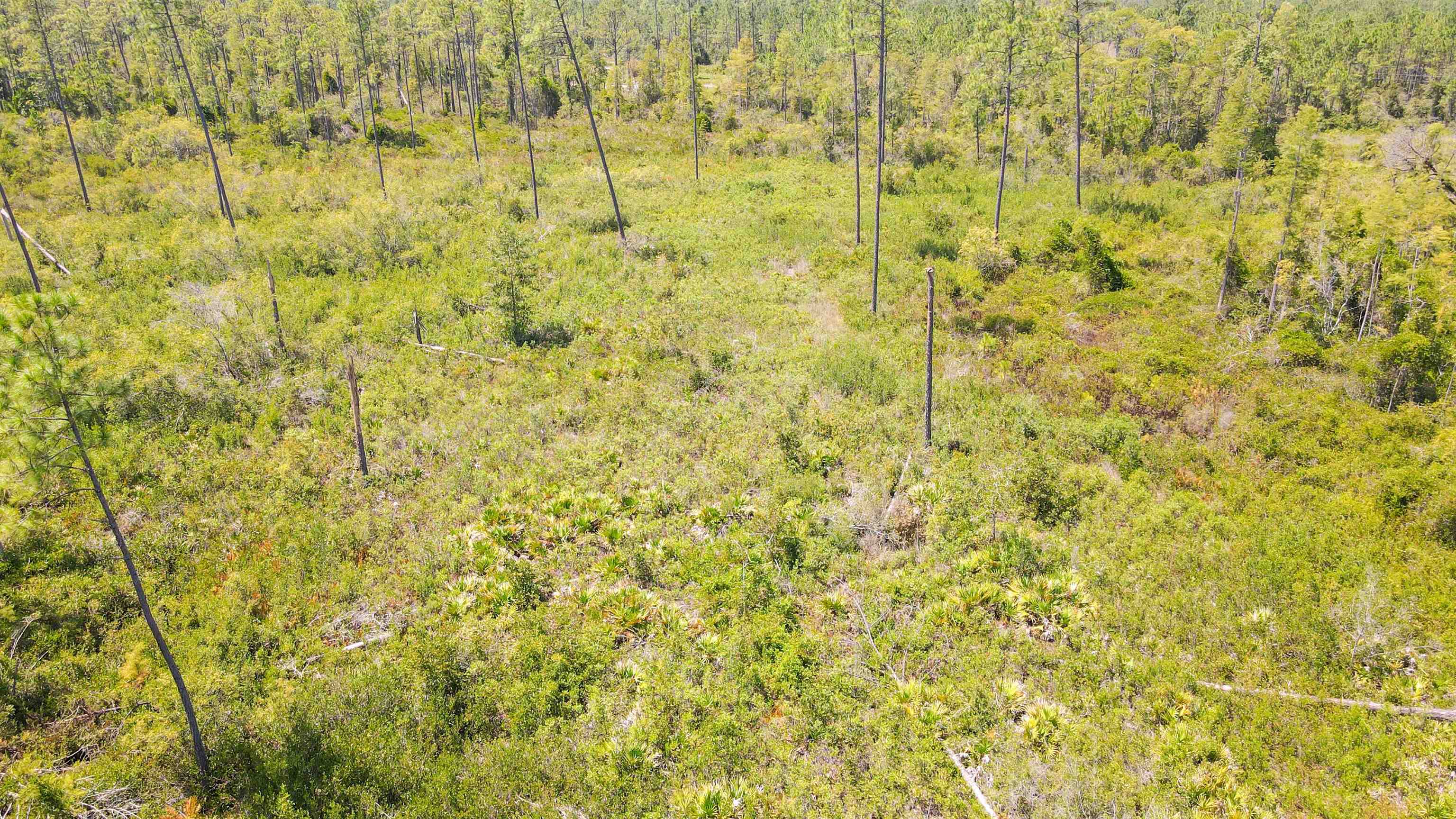 5 Rogers Springs Road Greenville, FL 32331 - Photo 13 of 14