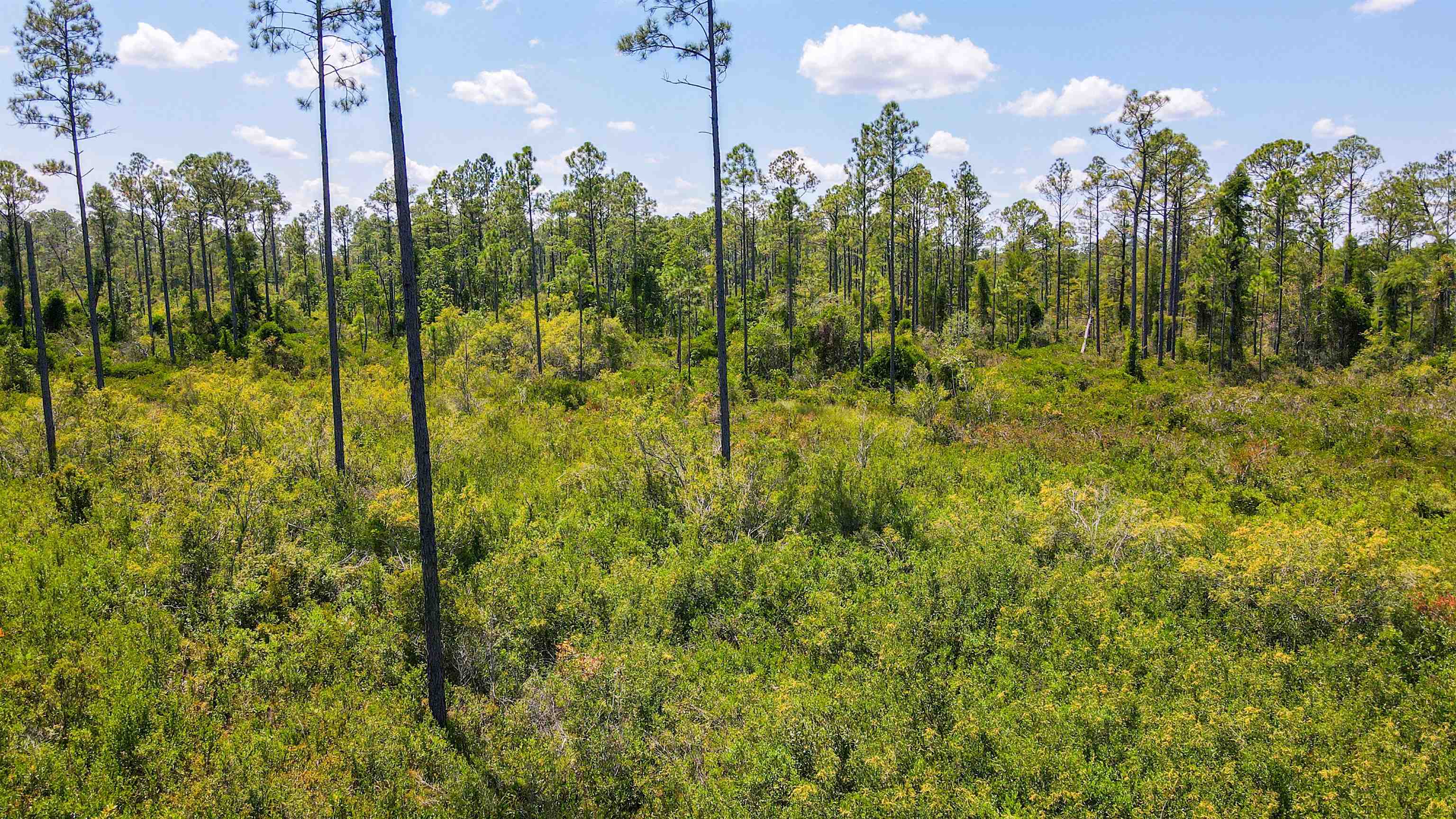 5 Rogers Springs Road Greenville, FL 32331 - Photo 14 of 14