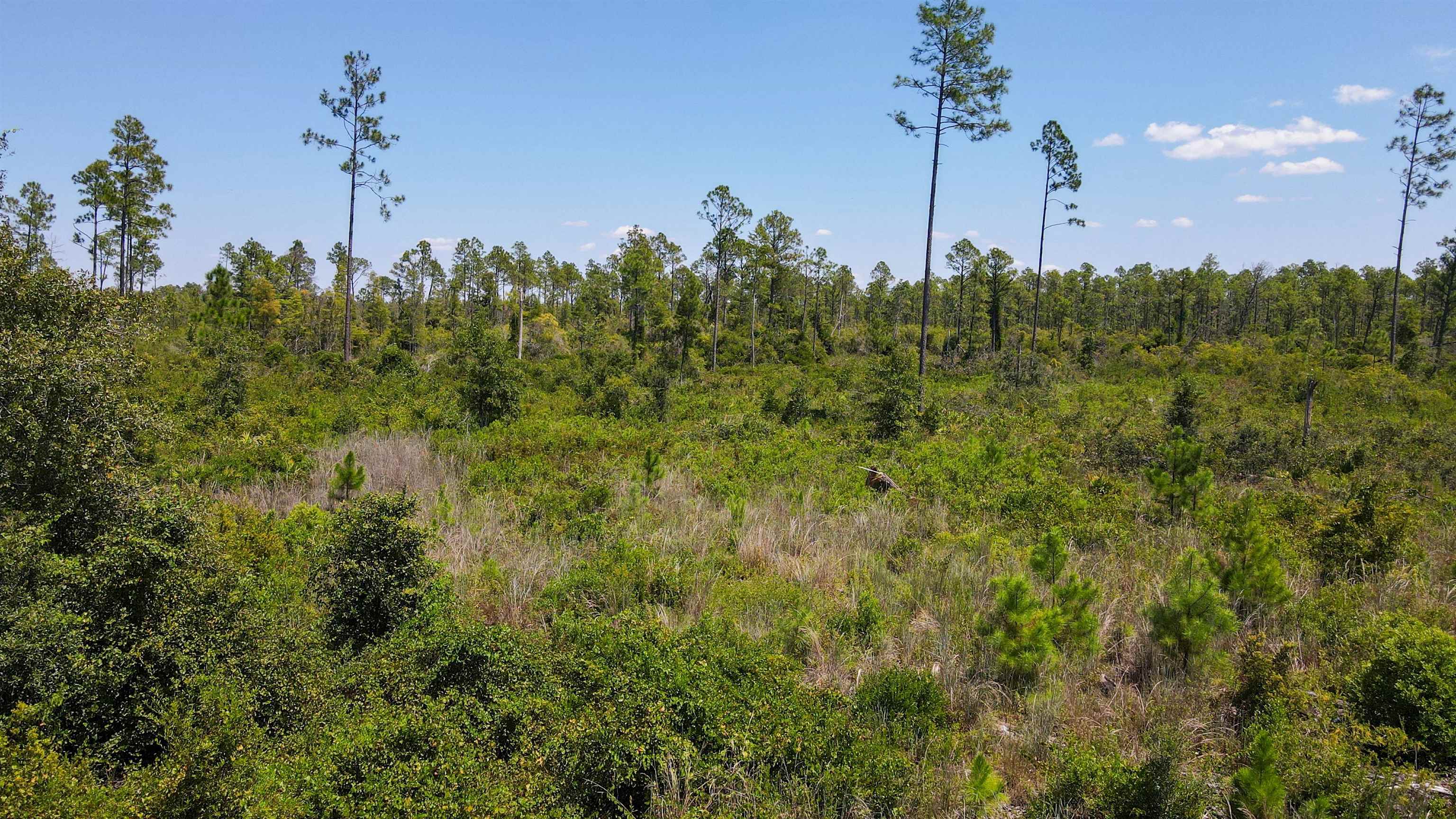 5 Rogers Springs Road Greenville, FL 32331 - Photo 5 of 14