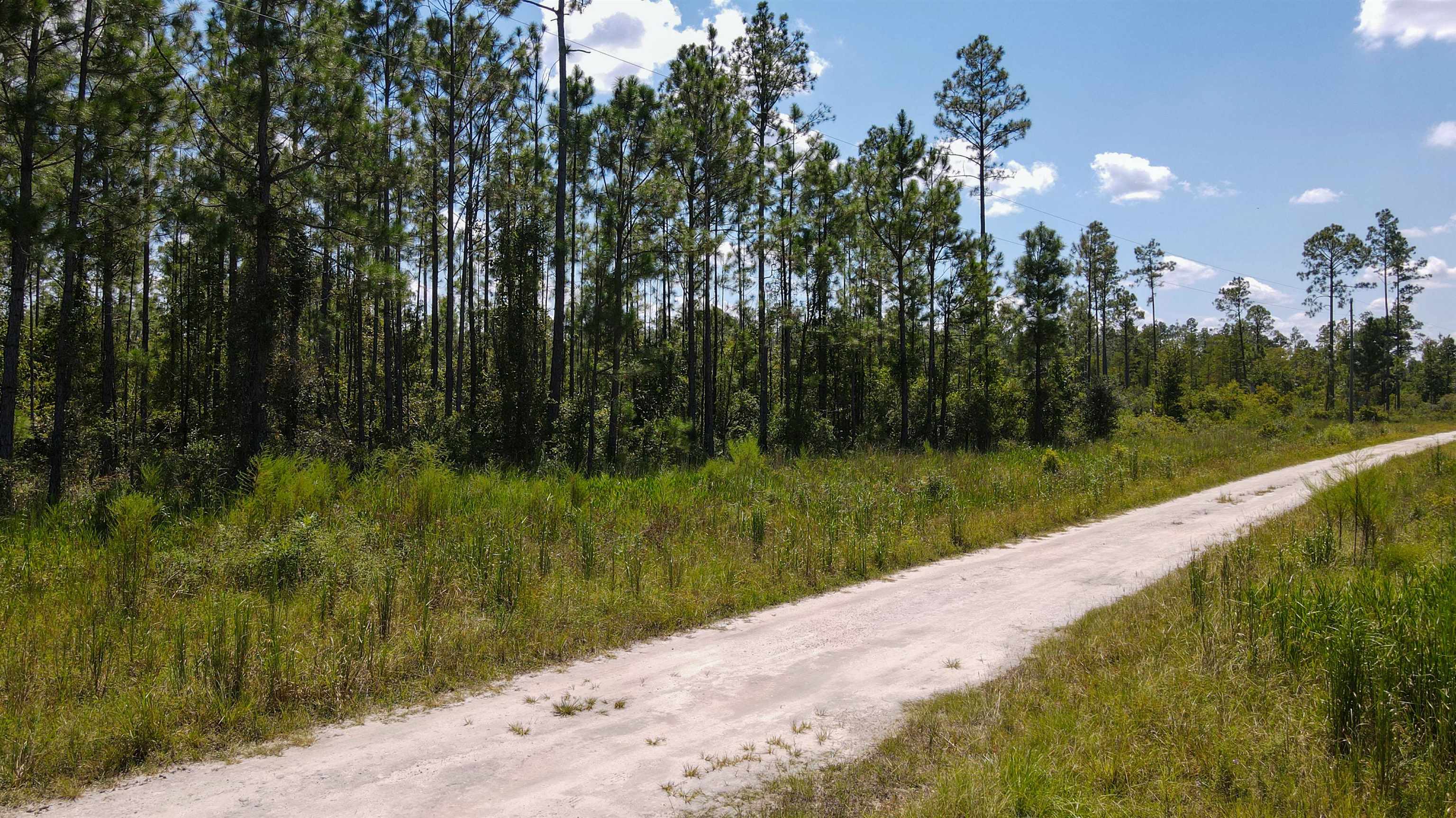 5 Rogers Springs Road Greenville, FL 32331 - Photo 6 of 14