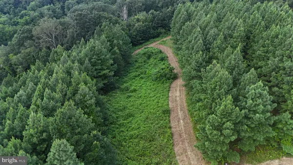 a view of a forest with a street