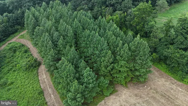 a view of a lush green forest with trees and grass