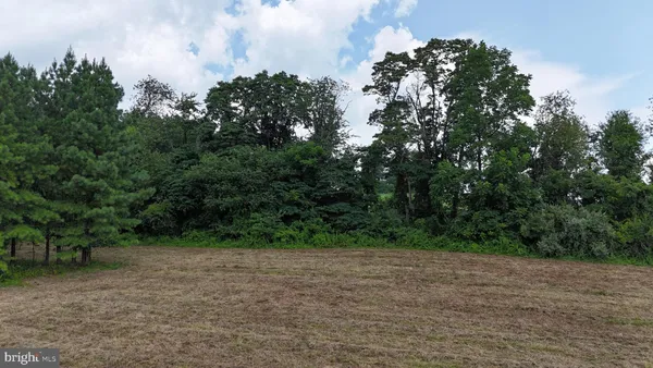 a view of a forest with trees in the background