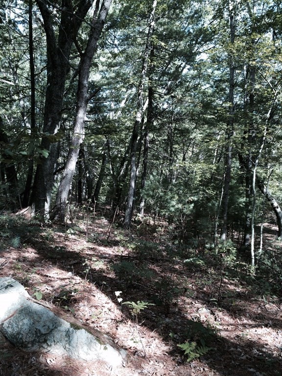 Lot C Merriam Road Grafton, MA 01519 - Photo 4 of 6 a view of a forest with trees
