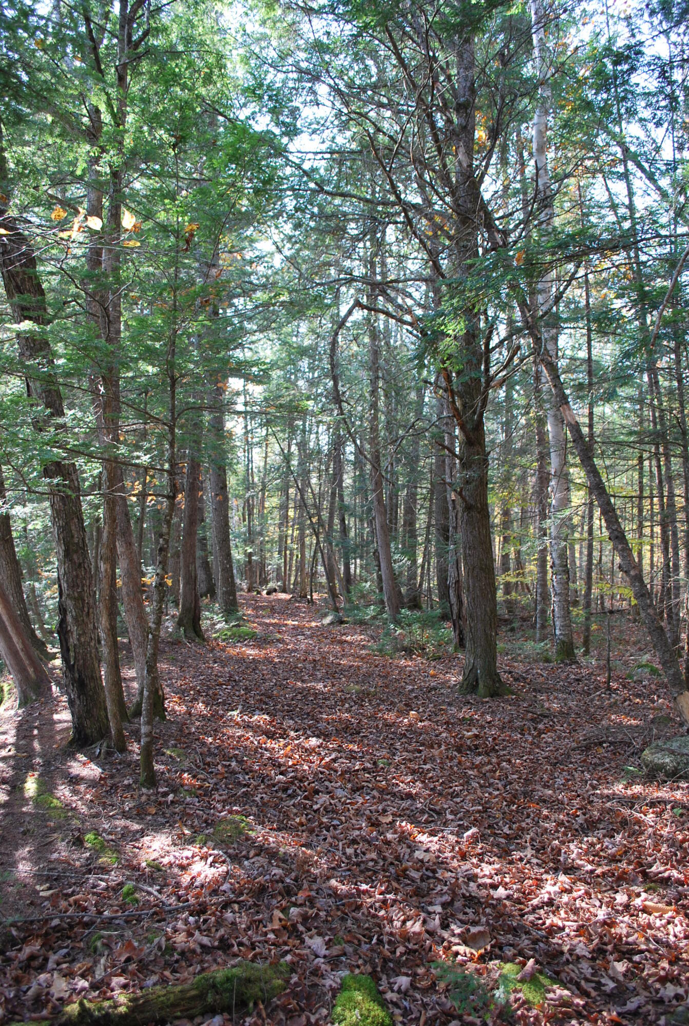 Lot 38-41 Castle Road Harmony, ME 04942 - Photo 34 of 38 Haskell Fall Pics 023
