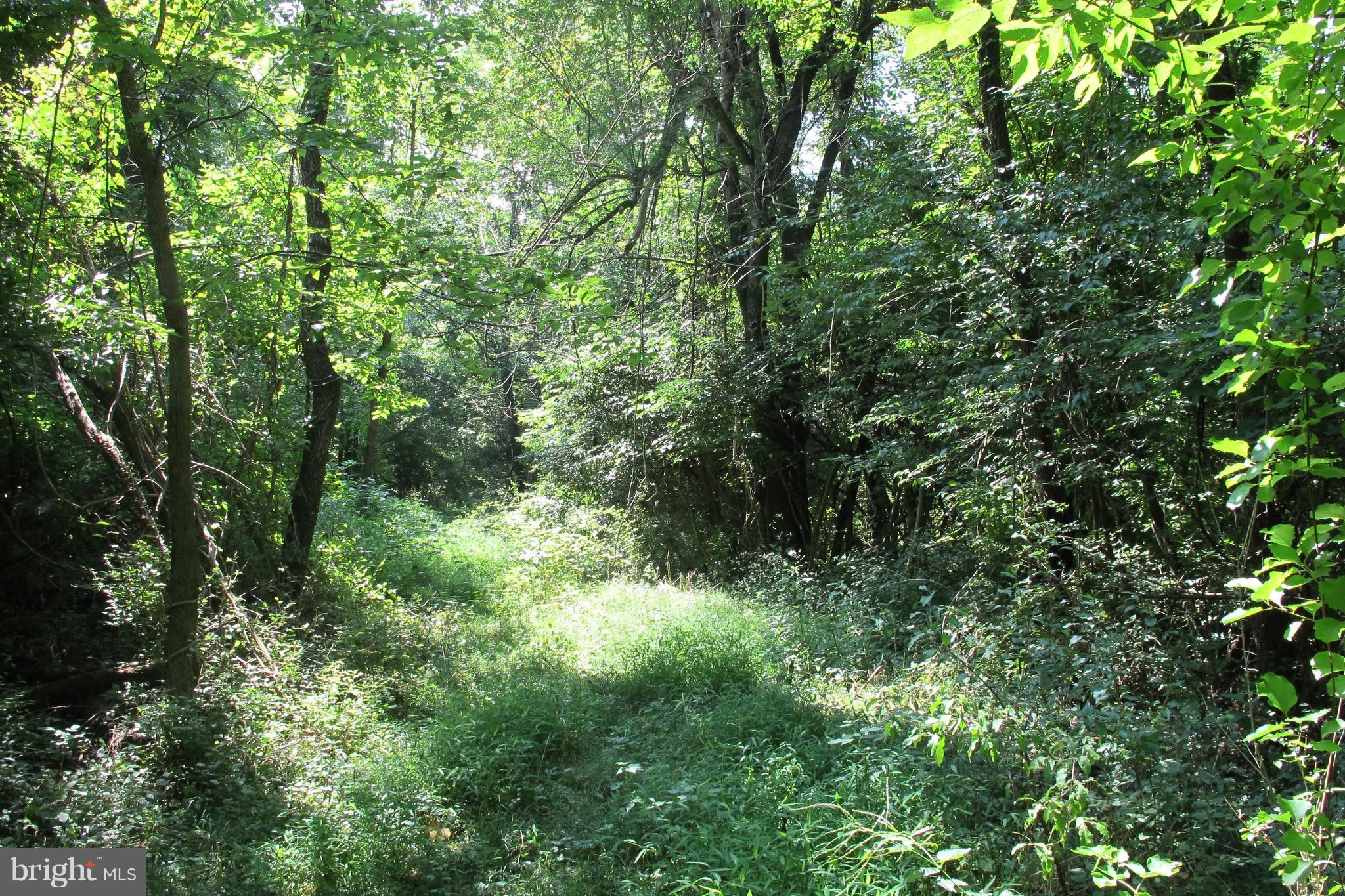 Triple J Road Berryville, VA 22611 - Photo 1 of 8 View of the lot