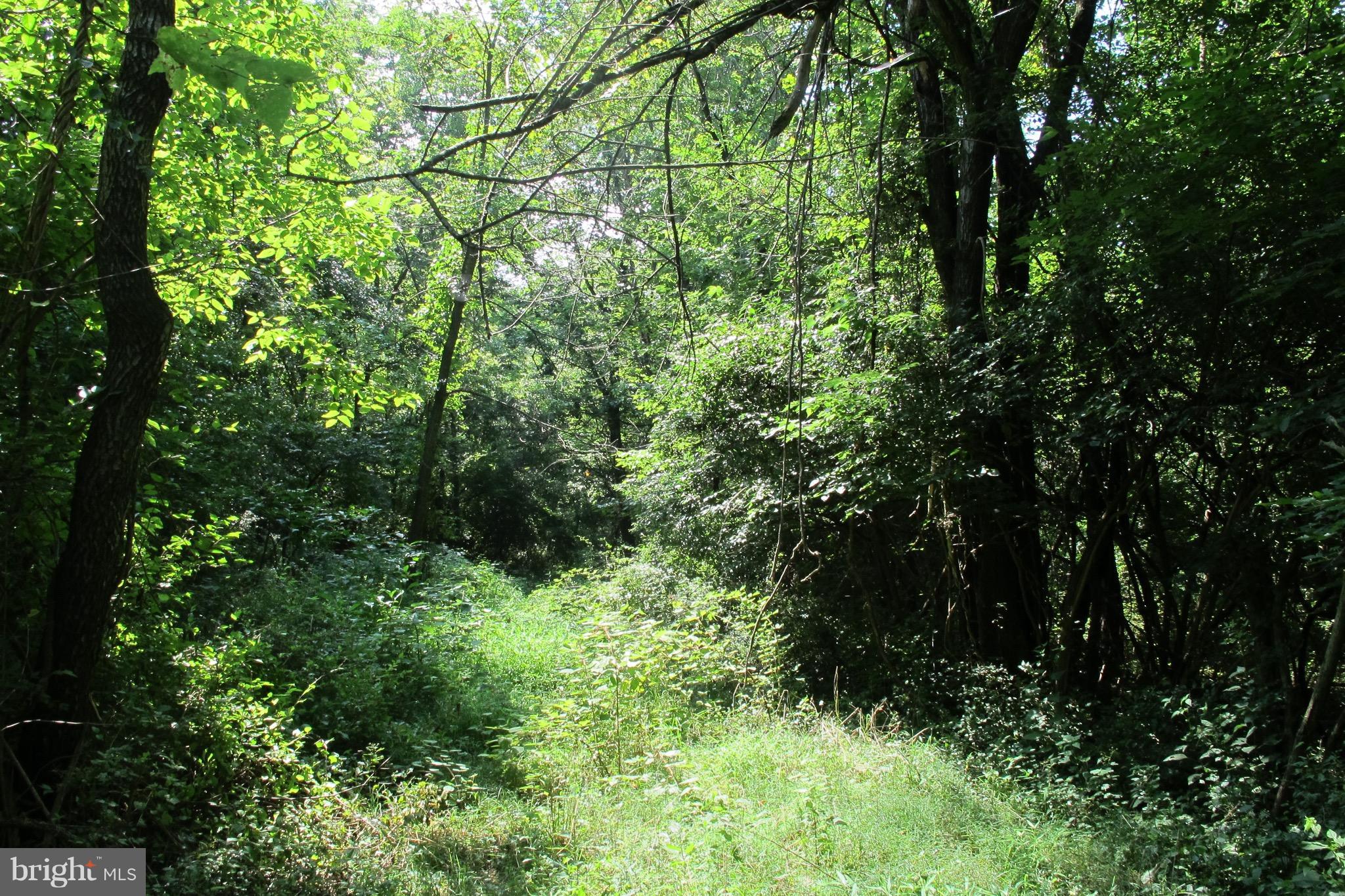 Triple J Road Berryville, VA 22611 - Photo 2 of 8 View of the lot