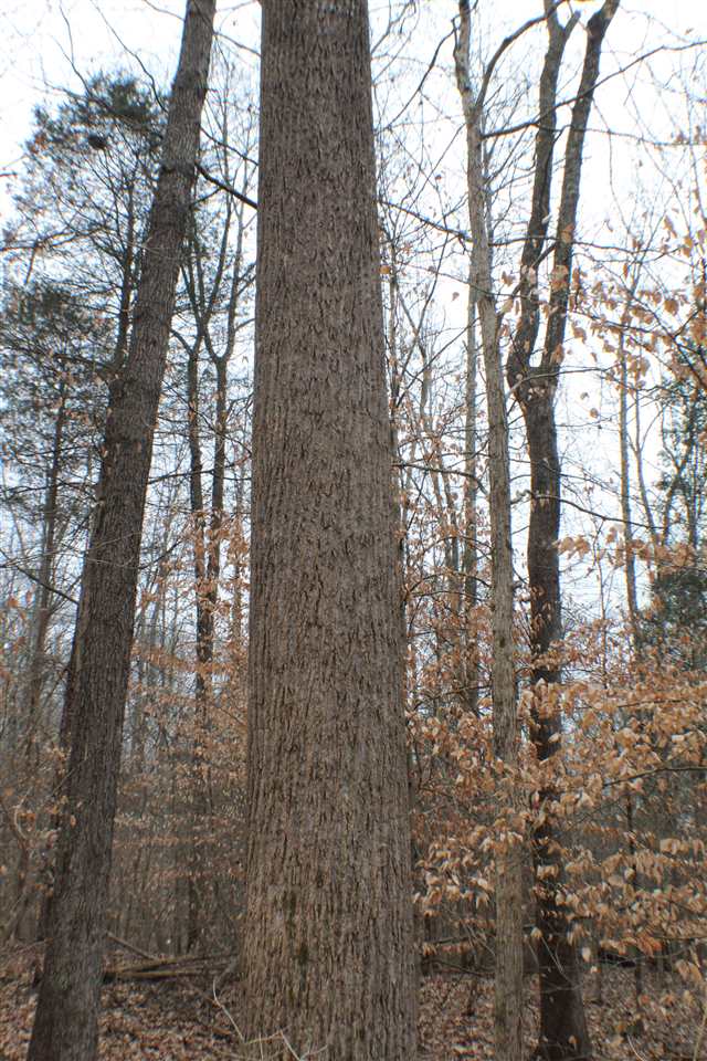 5606 Forgy Mill Road Dunmor, KY 42339 - Photo 17 of 28 Gallery Image 17