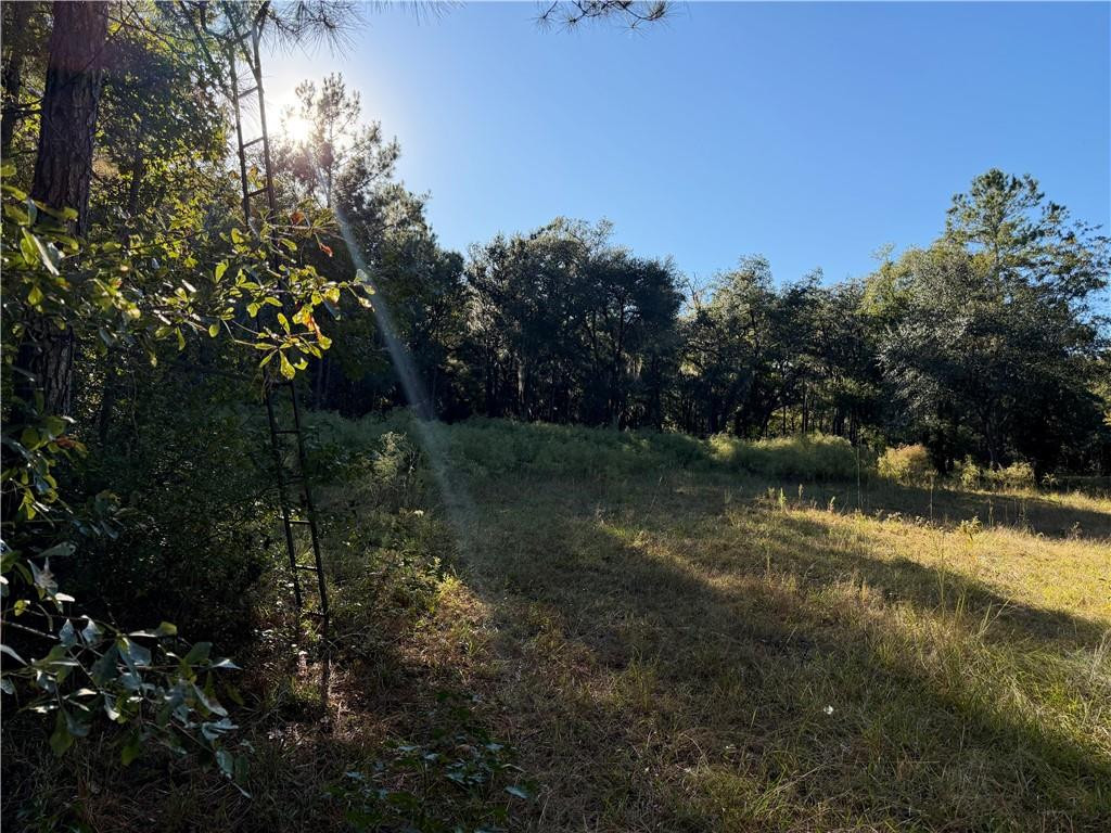 39.38 Branson Road Townsend, GA 31331 - Photo 12 of 21