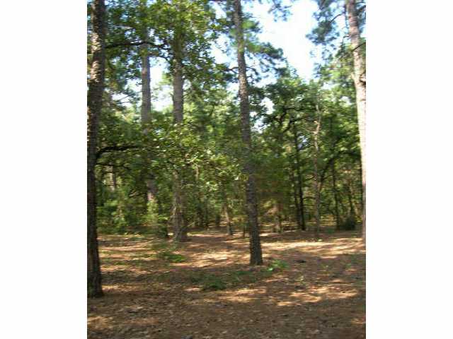 a view of a tree in a yard