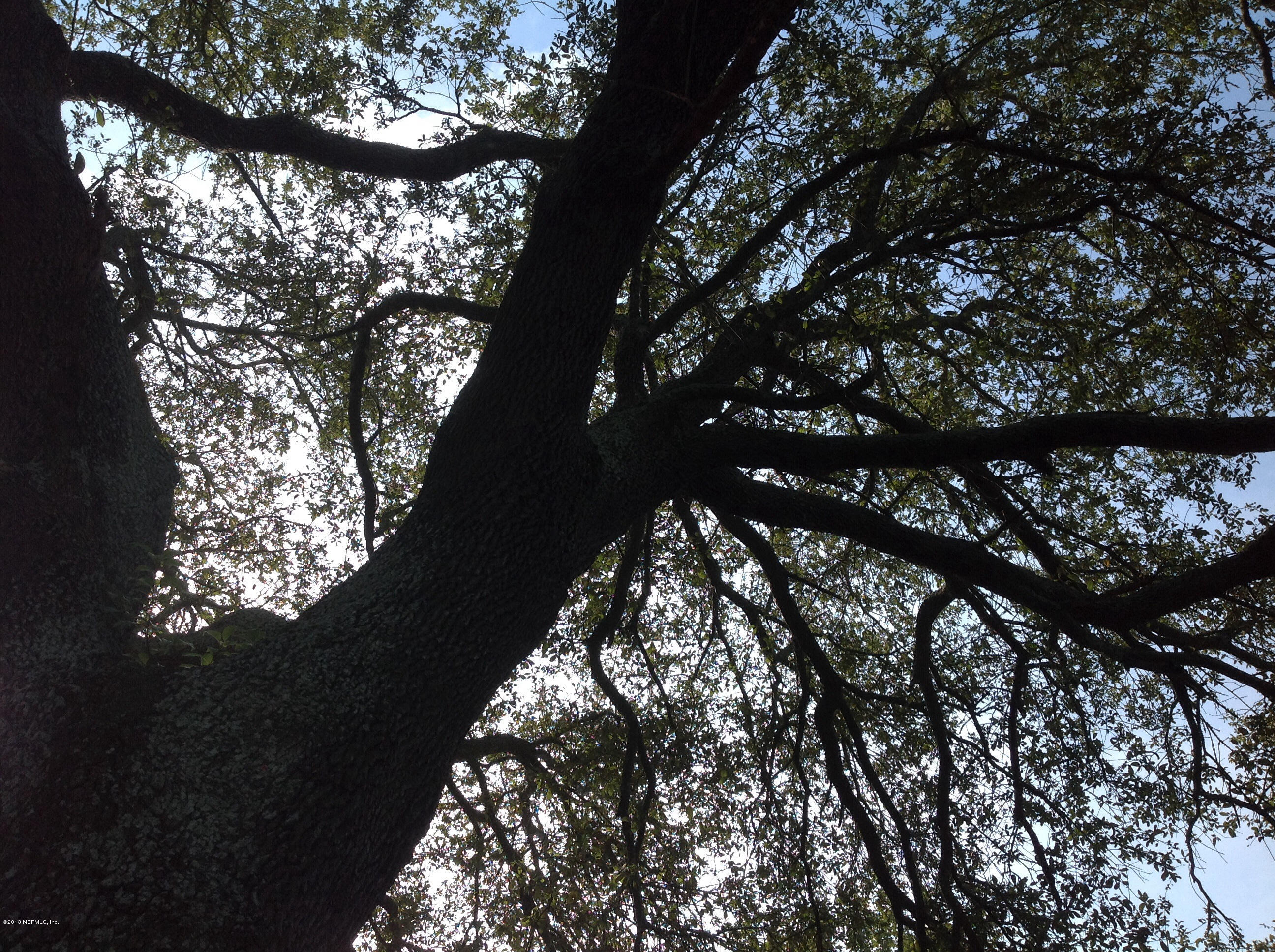 2047 Gamewell Road Jacksonville, FL 32211 - Photo 7 of 11 a picture of tree