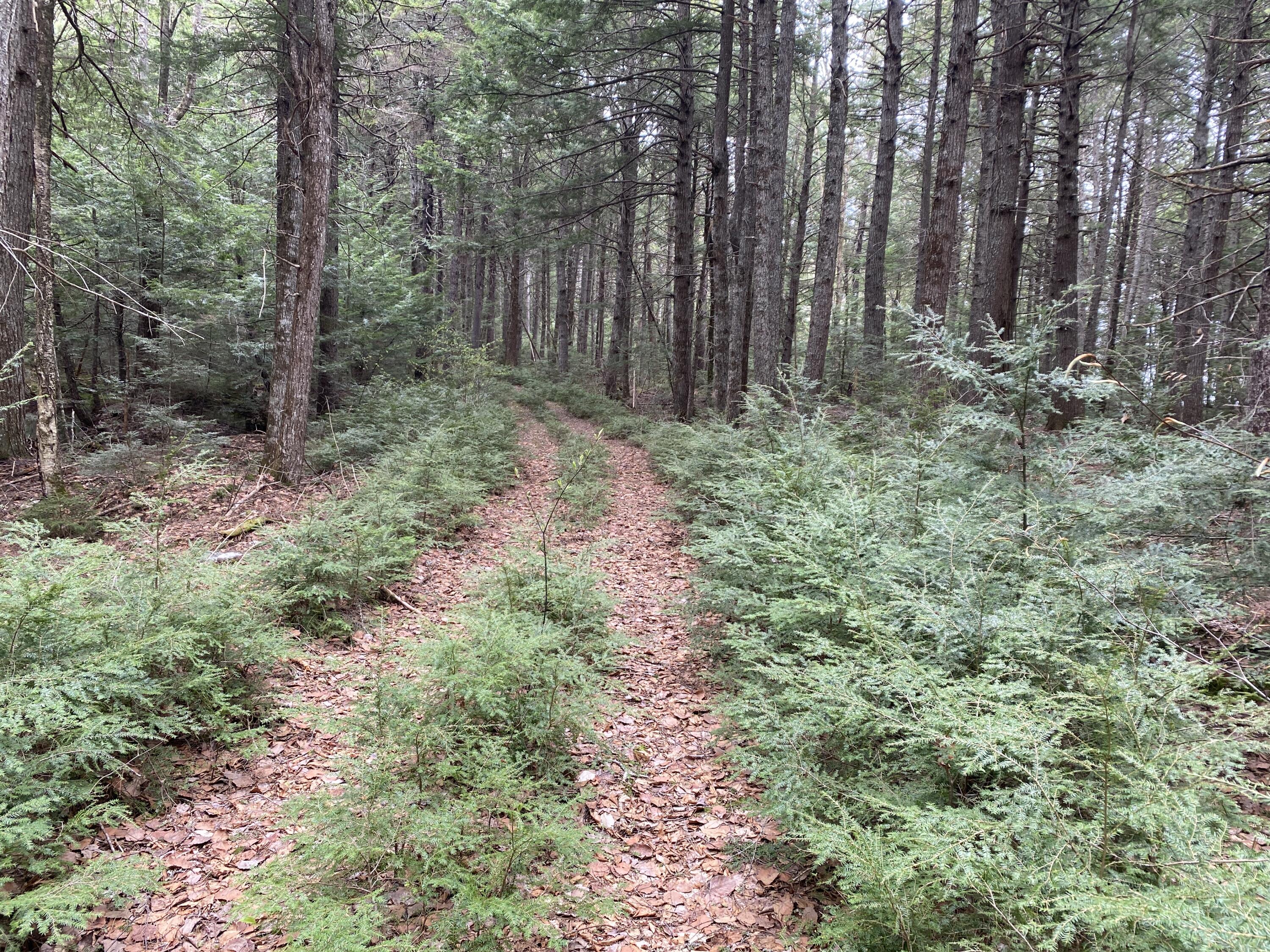 Tbd Depot Road Lakeville, ME 04487 - Photo 30 of 56 IMG_30