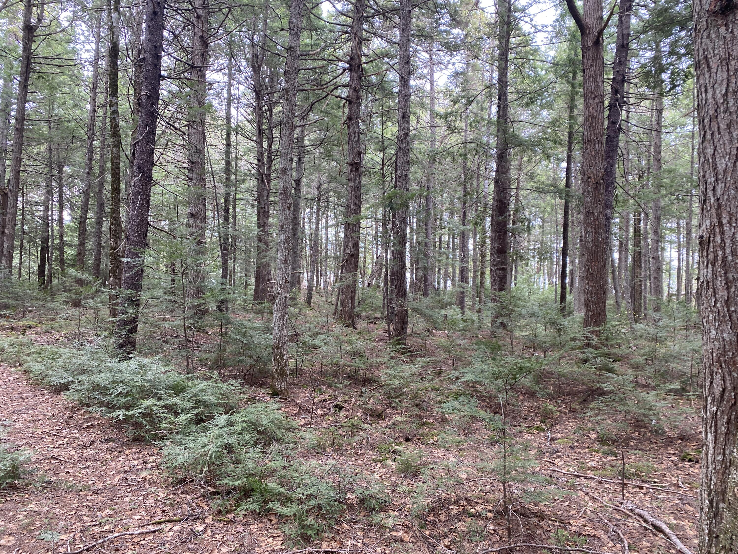 Tbd Depot Road Lakeville, ME 04487 - Photo 34 of 56 IMG_34