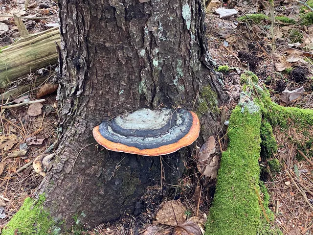 $995,000 | Tbd Depot Road, Lakeville, ME 04487