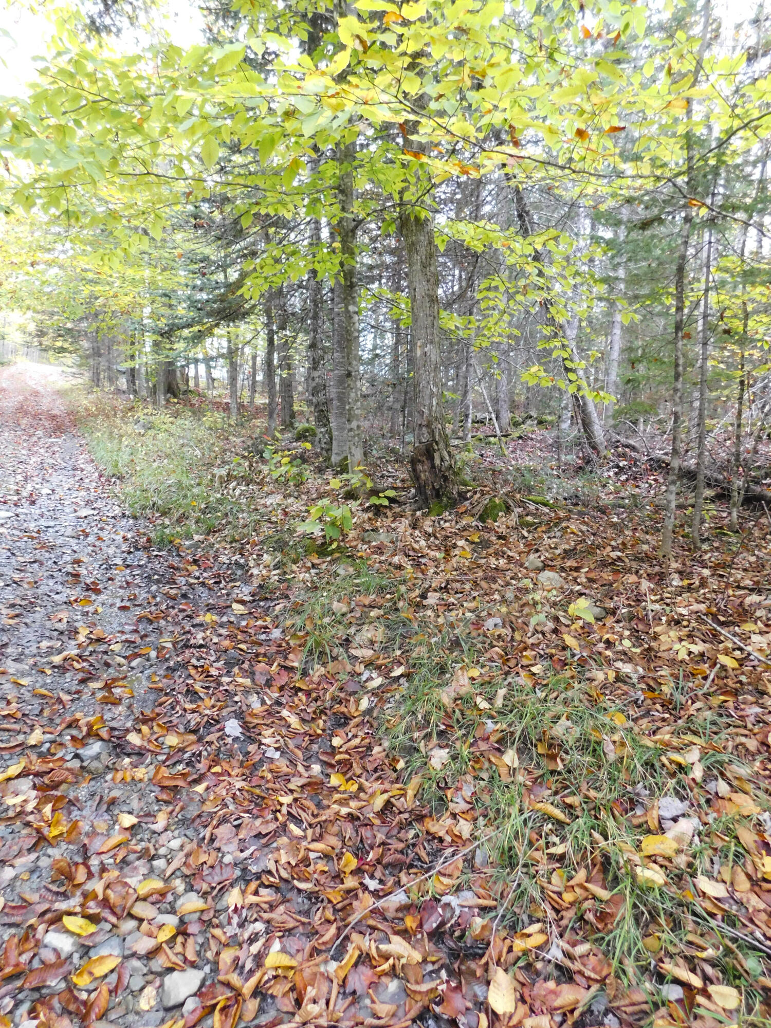 Lot #40-1 Lot#40-1 Map Road, Unit 1 Ripley, ME 04930 - Photo 13 of 27 Right side by stream