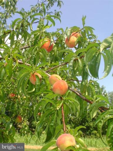 5808 Cabbage Spring Road Mount Airy, MD 21771 - Photo 11 of 12 Pick your own peaches!