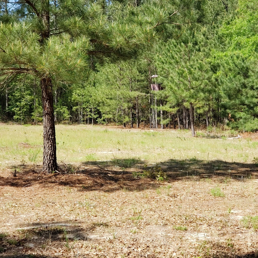Lot 15 Dairy Road Monetta, SC 29105 - Photo 8 of 10