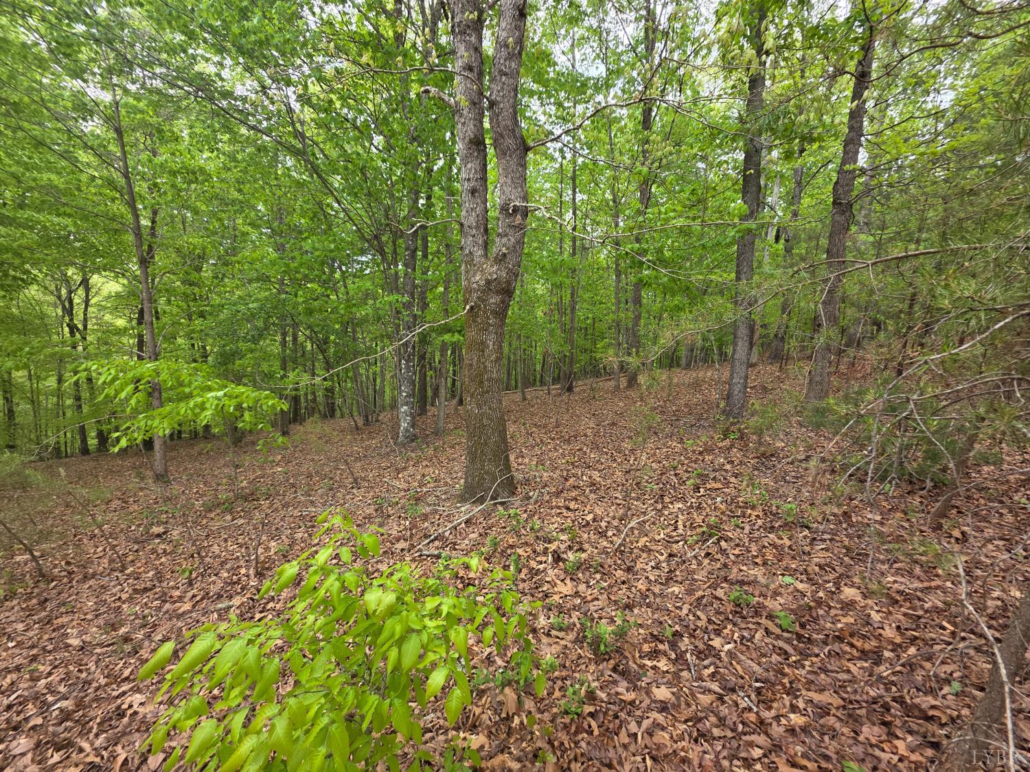 0 Garrison Ridge Pittsville, VA 24139 - Photo 2 of 9 a view of a forest with trees in the background