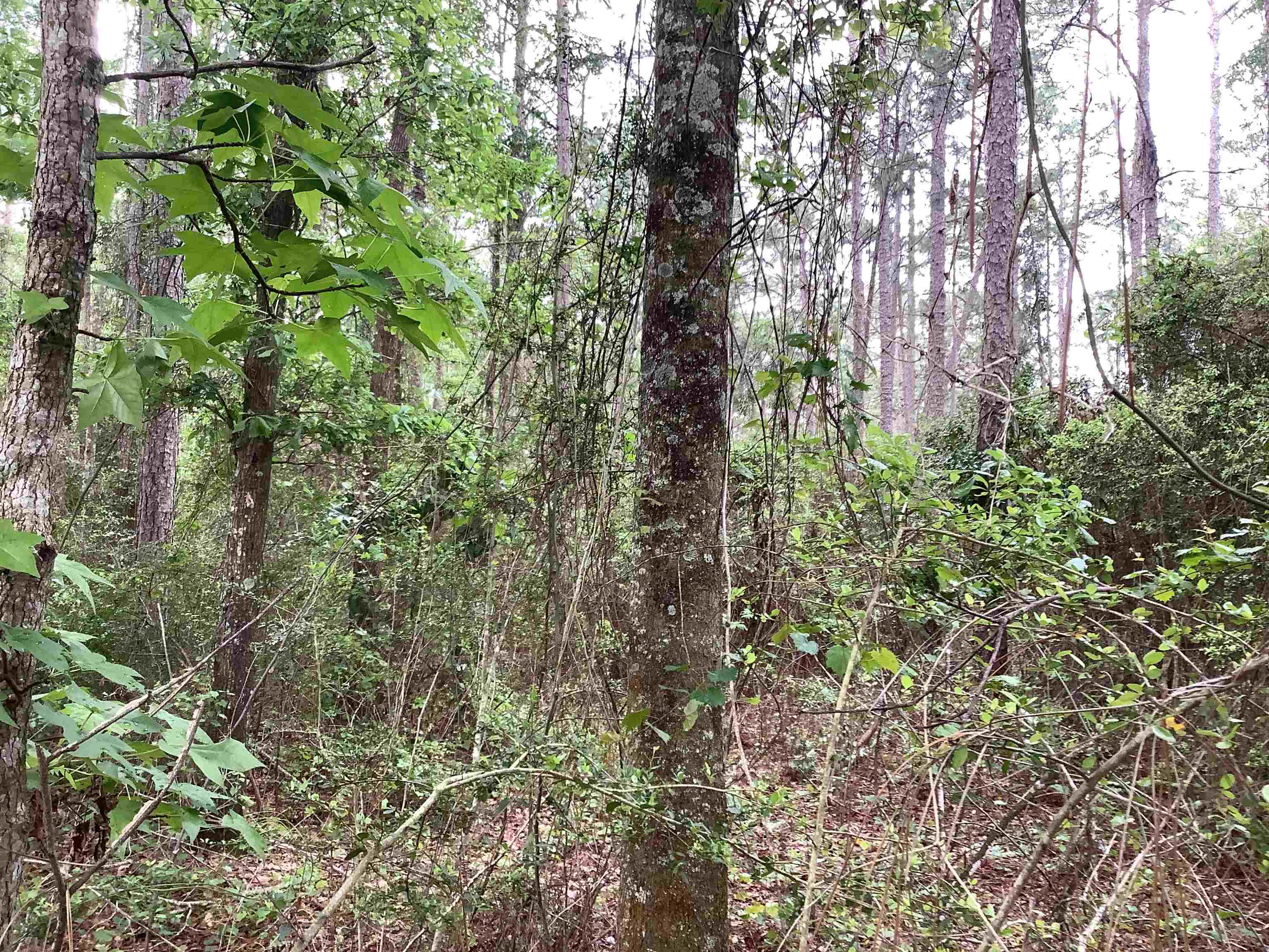 1 Adams Pond Road Opp, AL 36467 - Photo 5 of 6 Gallery Image 5