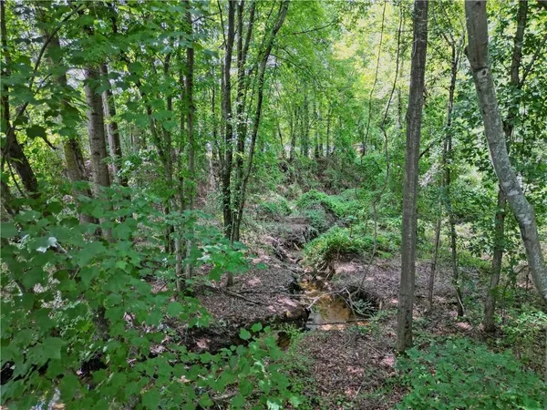 a view of a lush green forest