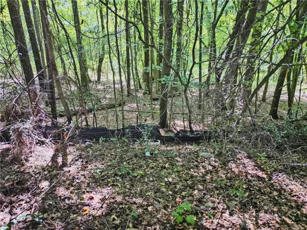 a view of a forest with large trees
