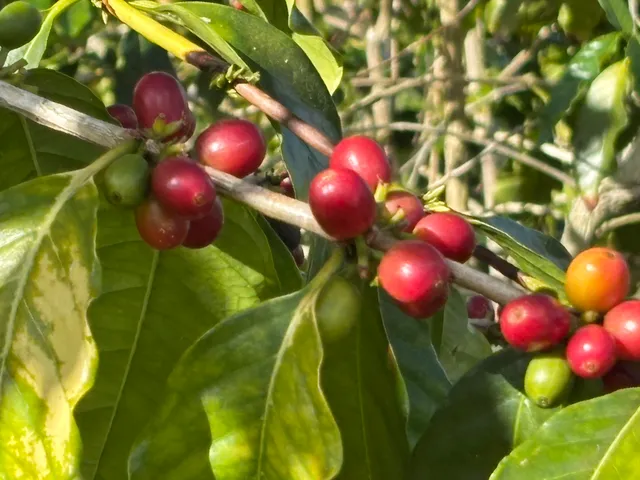 $175,000 | 82 Bruner Road, Captain Cook, HI 96704