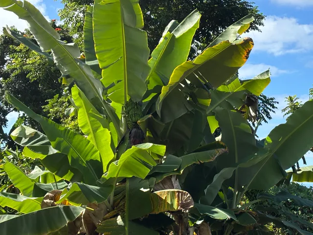 $175,000 | 82 Bruner Road, Captain Cook, HI 96704