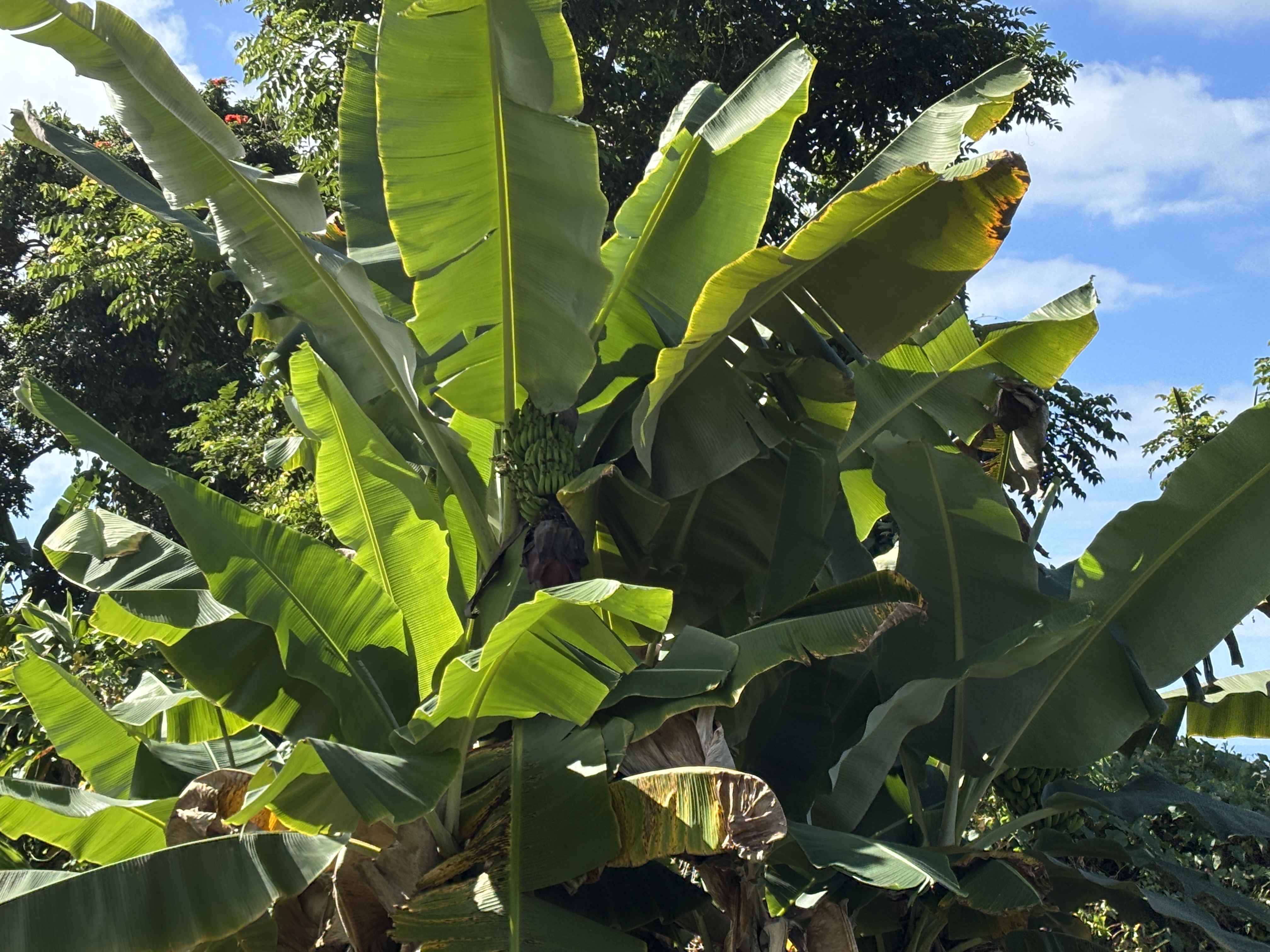 82 Bruner Road Captain Cook, HI 96704 - Photo 5 of 8